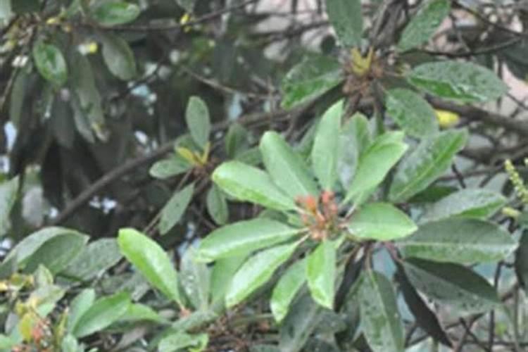 杨梅用什么叶面肥能增硬？ 防治柑橘树蚧壳虫的高效杀虫剂 31%噻嗪...