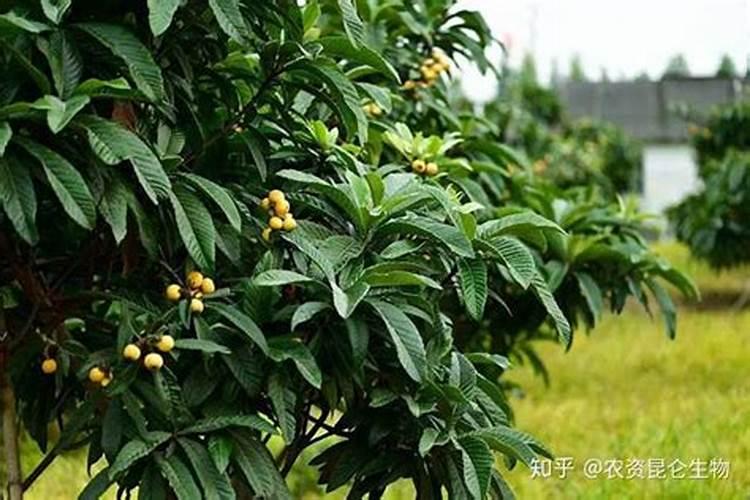枇杷树施什么肥最好