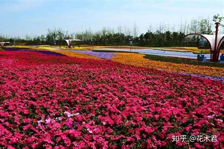 艾灸灰做花肥怎么用