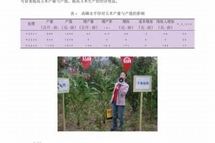 玉米专用肥料