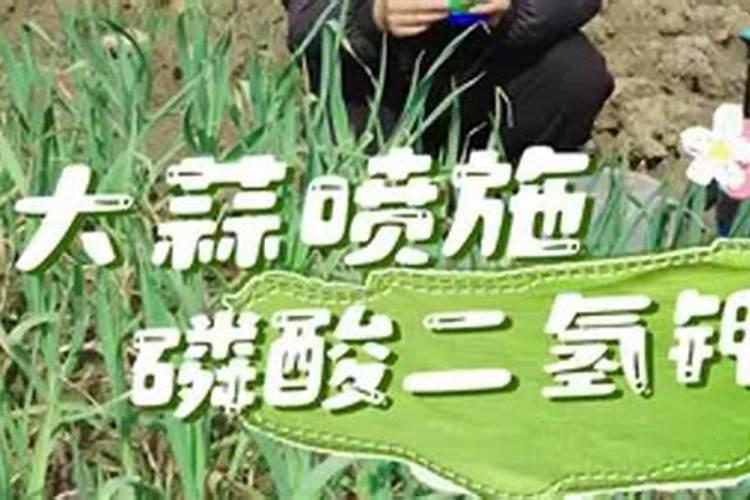 大蒜可以喷施磷酸二氢钾吗