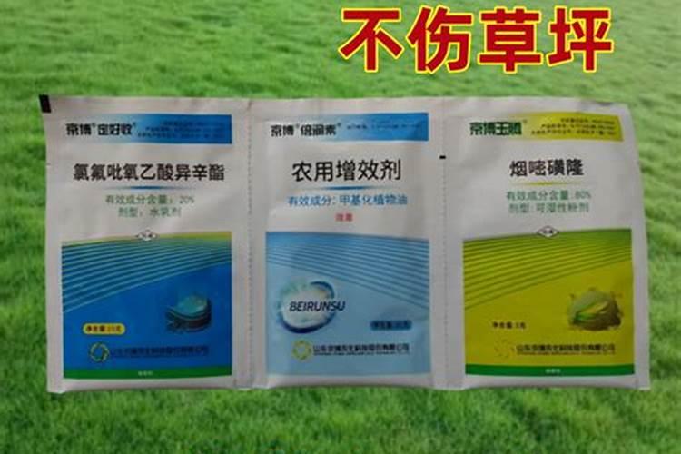 百慕大草坪养护