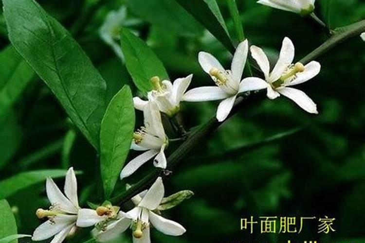 高钾肥什么时候用