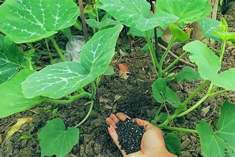 蔬菜种植缺硼有什么症状？如何正确补硼？