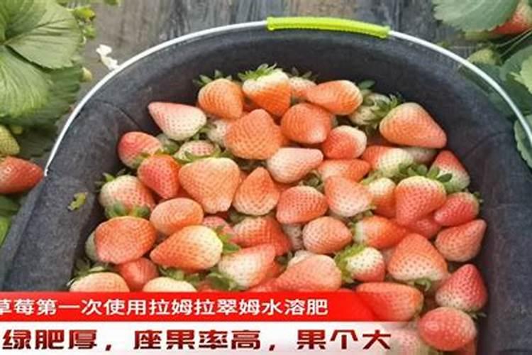 磷对作物品质有着什么作用？