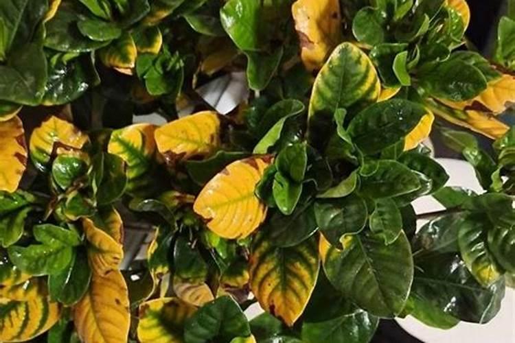 栀子花用什么肥料好？