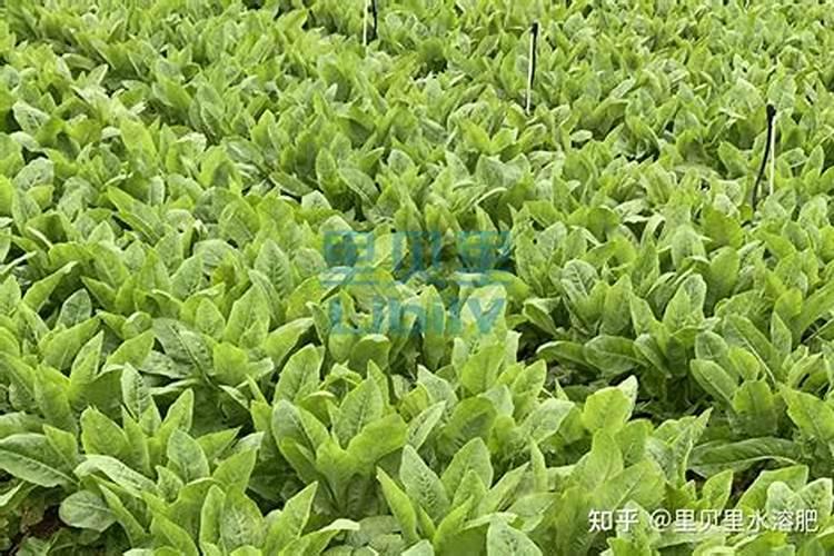 小葡萄苗施什么肥长的快