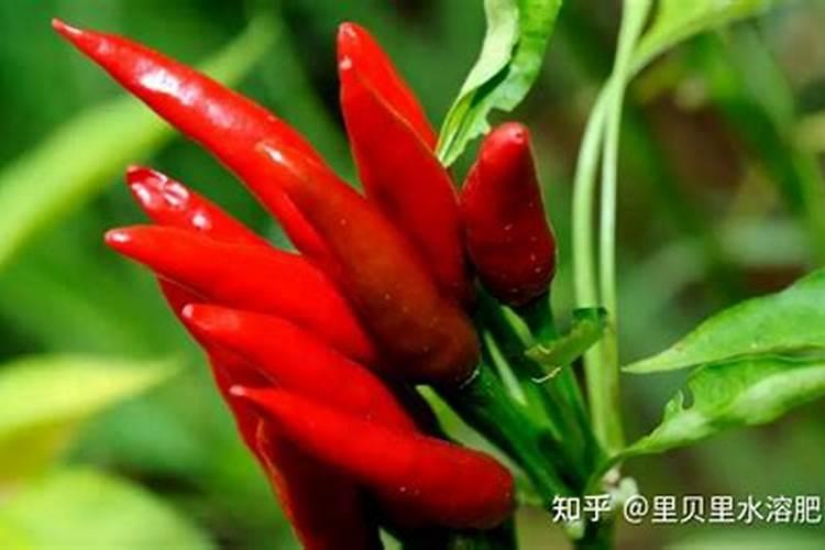 辣椒膨果最快最好的水溶肥