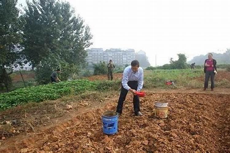 新开垦的沙土地该采用怎样的方法种植？
