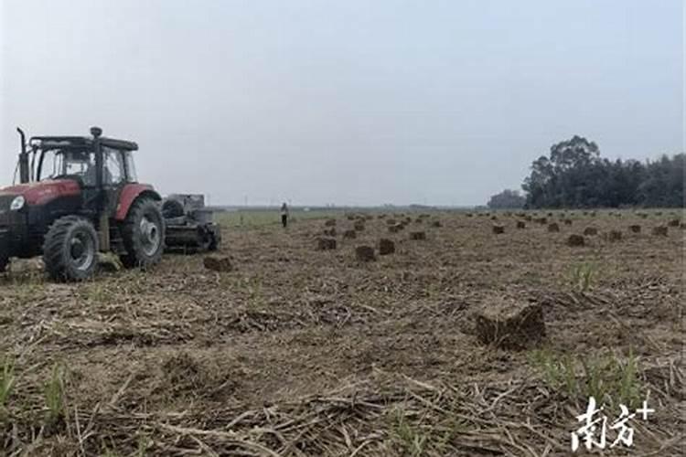甘蔗可以用尿素追肥吗,怎样施肥才能又高又大