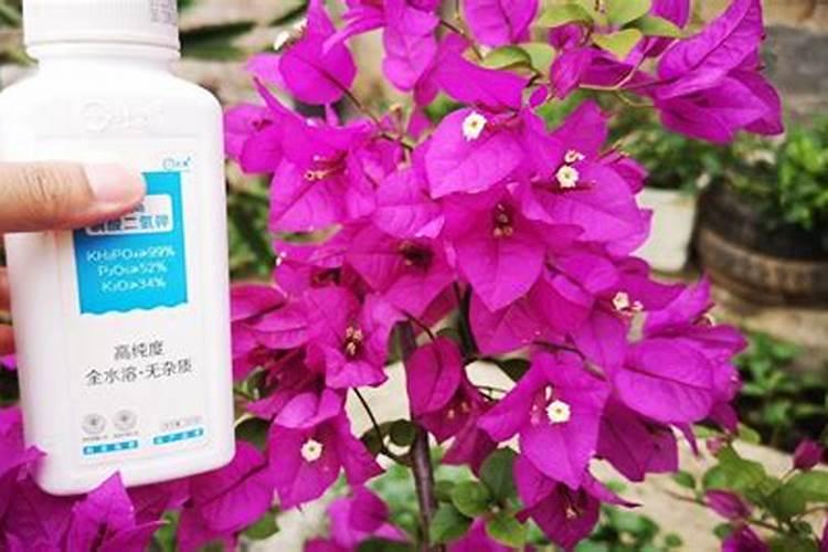 三角梅开花期间怎么施肥施什么肥