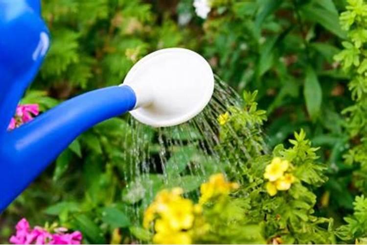 买的花肥可以掺在水里浇花吗