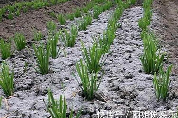 草木灰施肥后多久可施化肥？