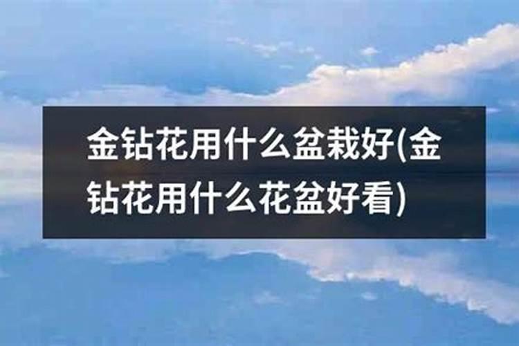 金钻施肥什么肥料最好金钻施肥要注意什么
