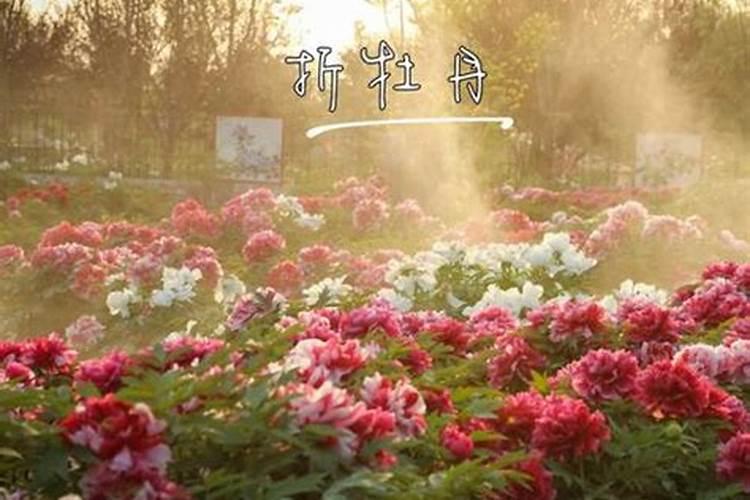 牡丹花喂什么肥开花更鲜艳
