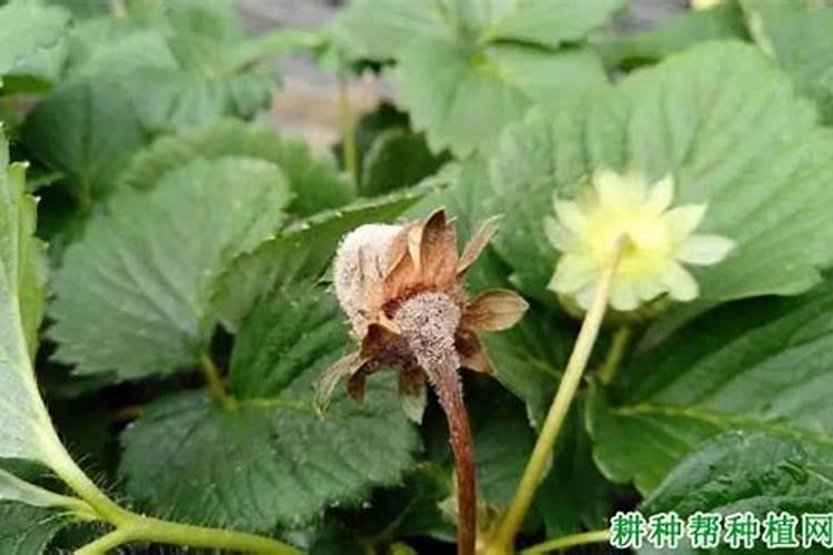 草莓枯黄萎病、炭疽病、灰霉病及白粉病的防治方案