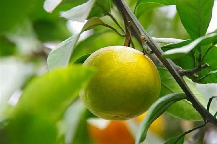 果树施肥料一天后遇到大雨,肥料的使用效果如何？