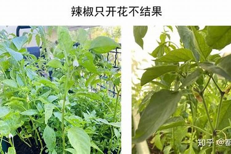 辣椒只开花不结果是什么原因导致的