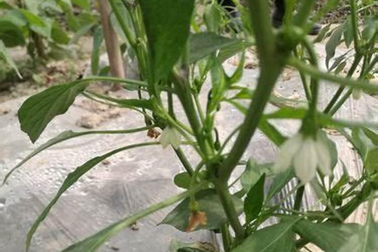 辣椒开花不结果是什么原因,用什么肥料