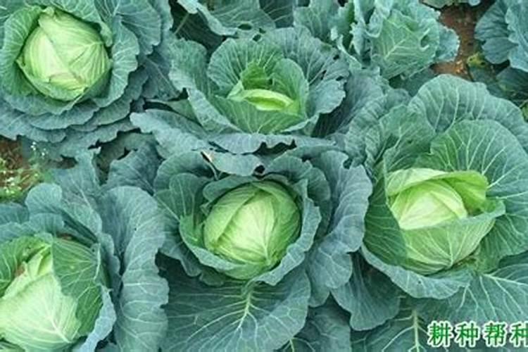 菜豆怎么种植