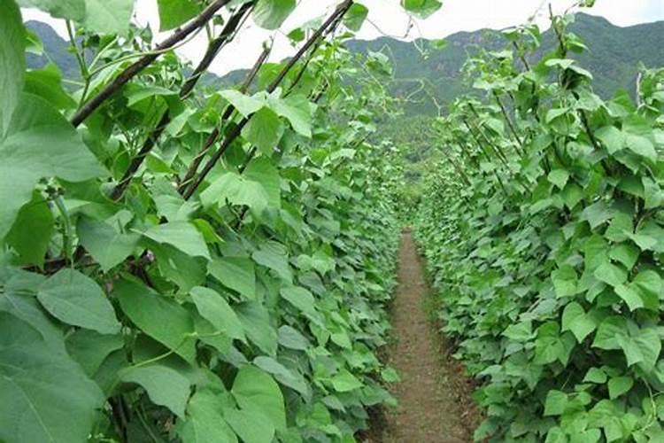 如何防治菜豆落花落荚