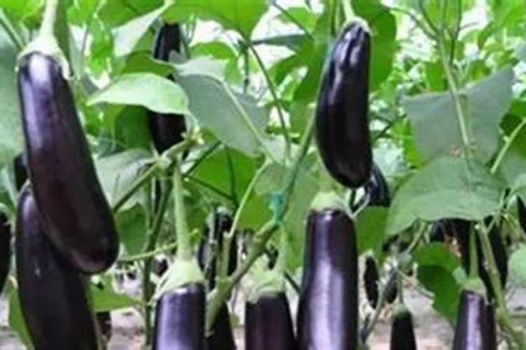 茄子追肥用什么肥料好 几月份开始追肥