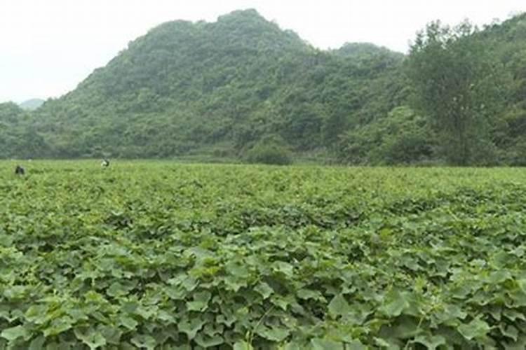 莴笋膨大长粗用什么肥或药