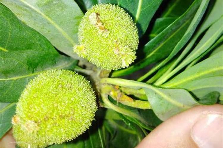 杨梅在幼果期、膨大期、转色期用什么肥料作根灌浇水有效果？