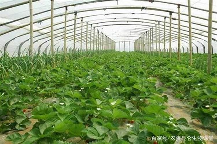 黑龙江地区已经禁燃秸秆,买秸秆打包机实用吗？