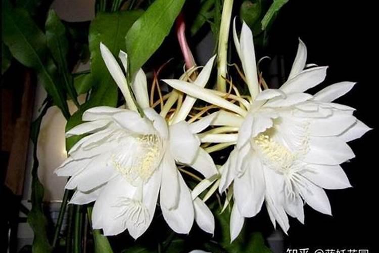 为什么昙花不开花