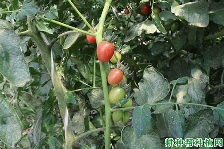 猕猴桃树苗什么时候种植最好？猕猴桃树苗种植方法