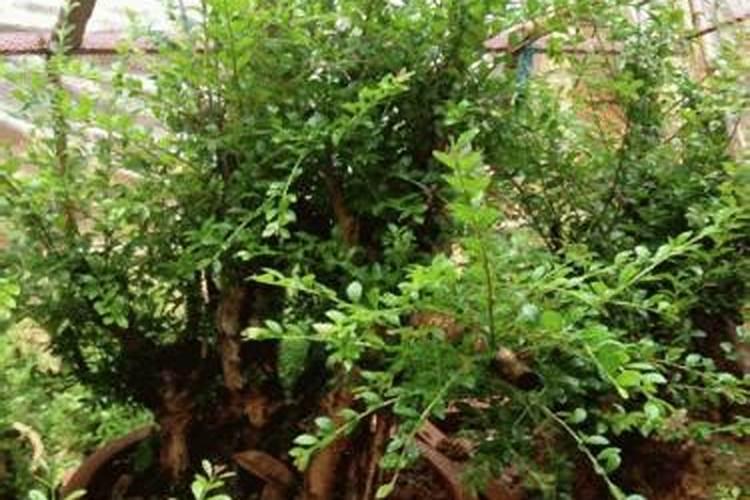包菜又叫做卷心菜,你知道包菜要怎么施肥吗？