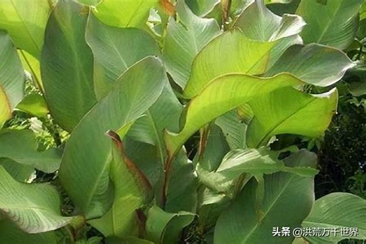 果树正确施肥方法与时间