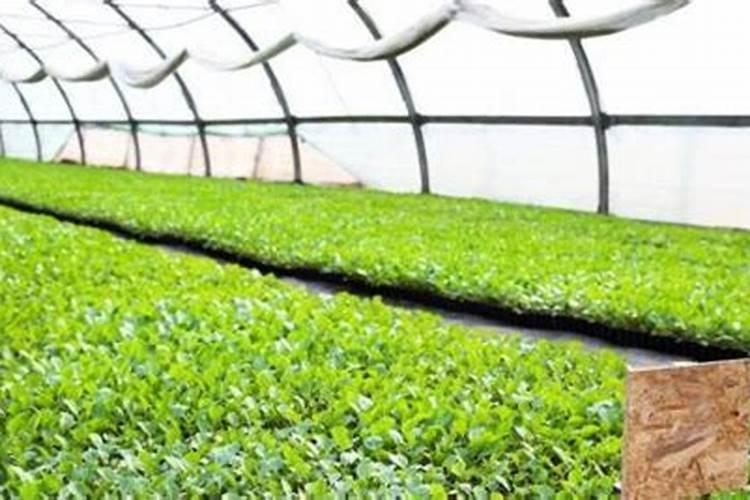 茶叶施磷肥选什么肥