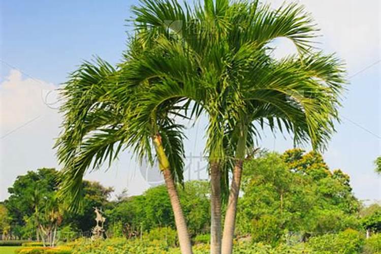 硅肥是碱性还是酸性肥料