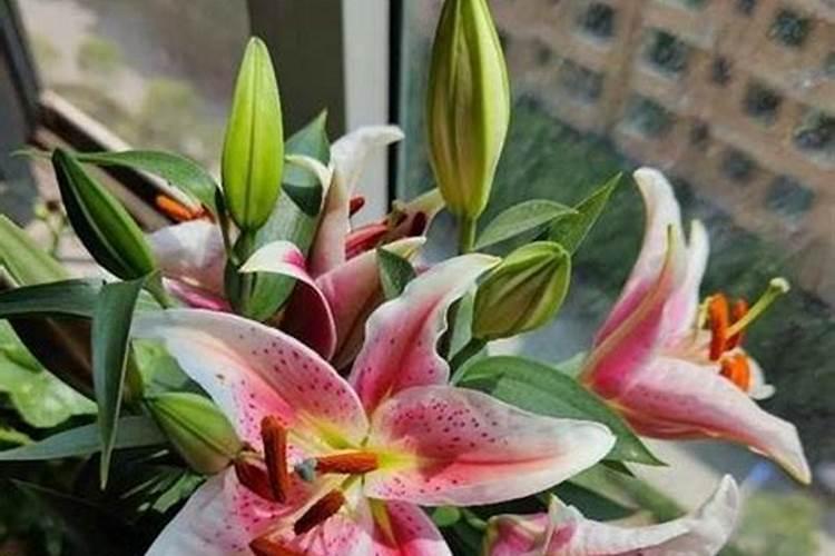 香水百合好养吗？应该怎么养啊