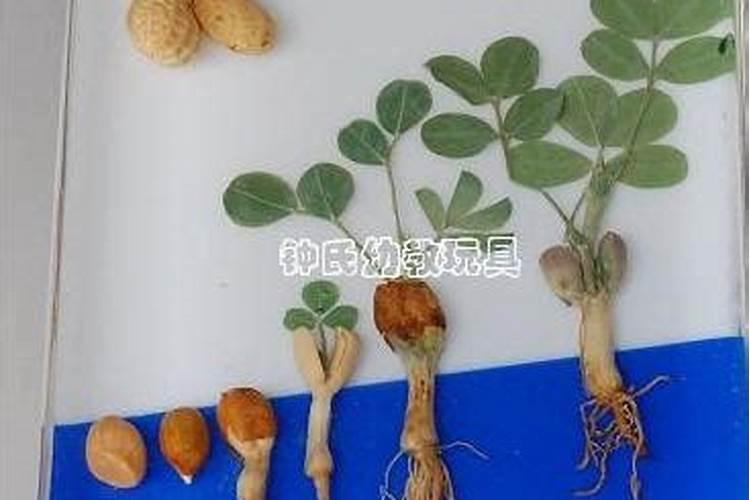 为促进花生幼苗发育和开花应适当追加含什么的无机盐？