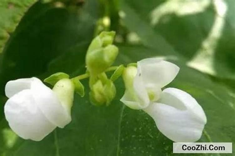 芸豆叶子发黄干枯怎么回事
