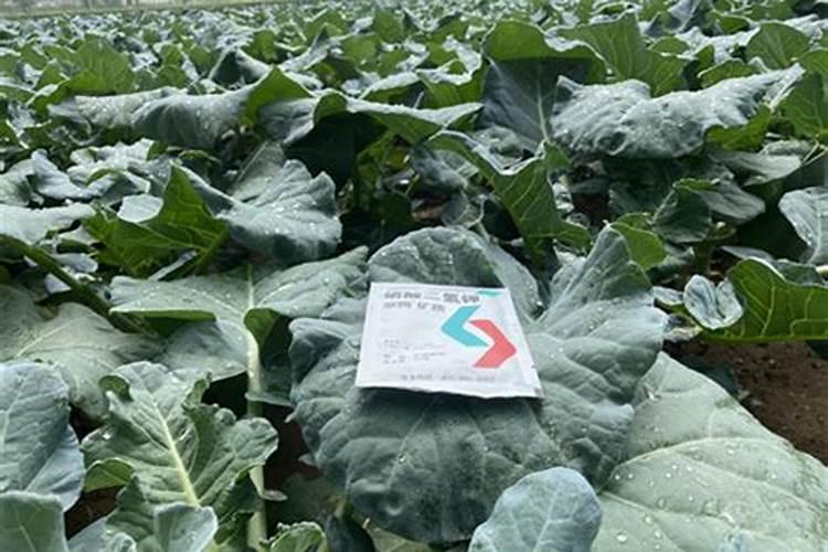 西兰花怎么施肥？西兰花生态种植方案