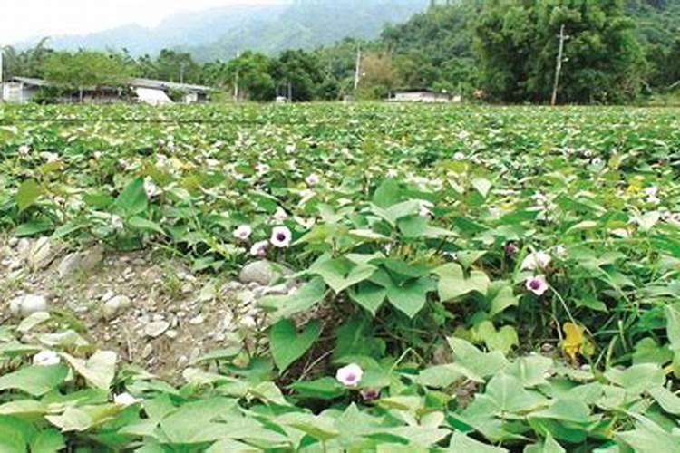 杜鹃花应施什么肥料