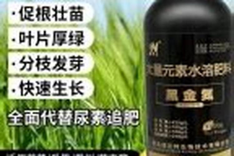怎样种植彩椒,种植彩椒的时候要注意些什么