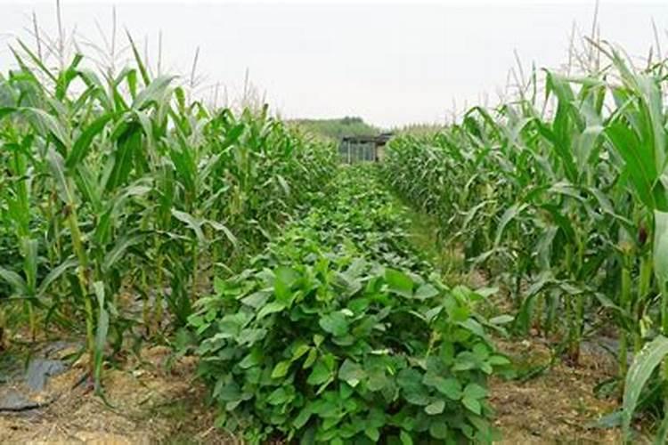 大豆怎么施肥