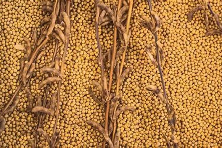 大豆什么时候施肥效果更好
