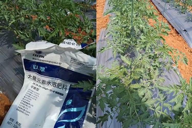 水溶肥使用时注意事项、方法与用量？