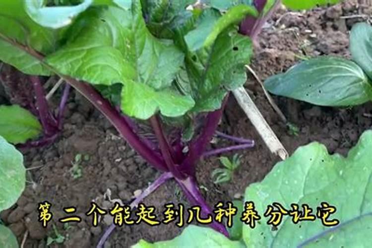 红菜苔怎么种才高产 红菜苔如何种才高产