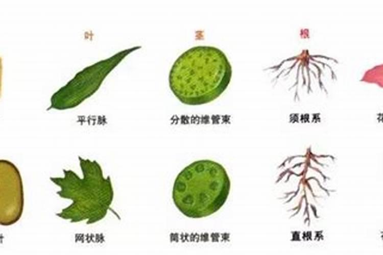 大量元素有哪几种