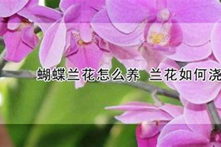 蝴蝶兰用肥该用哪种？哪位清楚？