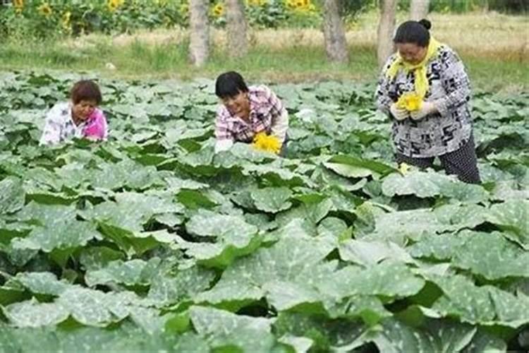 南瓜需要施什么肥料(一般种植南瓜什么时候施肥方法)