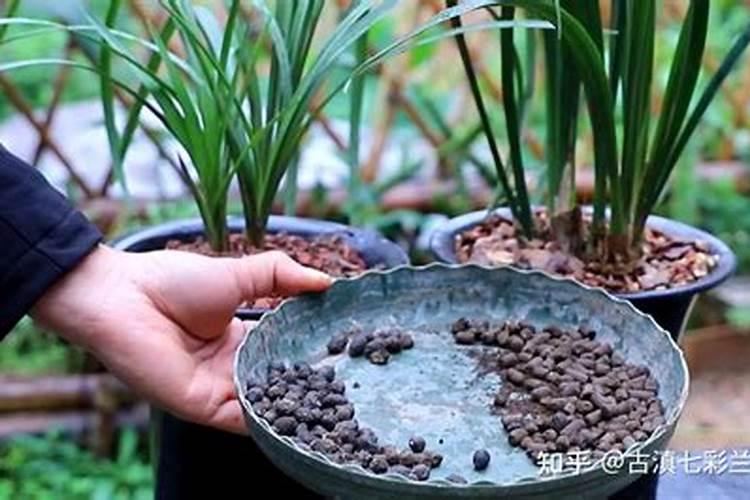 夏季兰花如何施肥