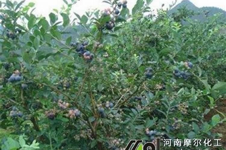 蓝莓怎么施肥 蓝莓如何施肥